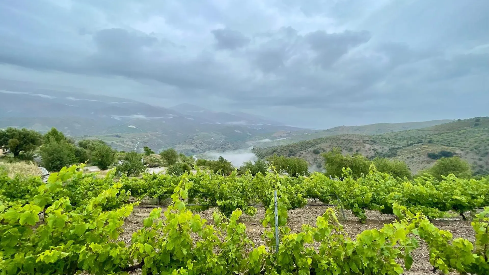 Holiday home Entire Vineyard Villa With Pool Lobras Spain